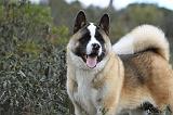 AKITA AMERICAIN 351